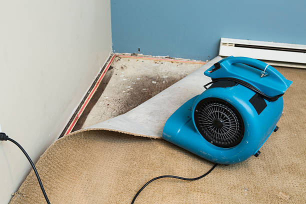 Best Mold removal after water damage  in Mattawan, MI
